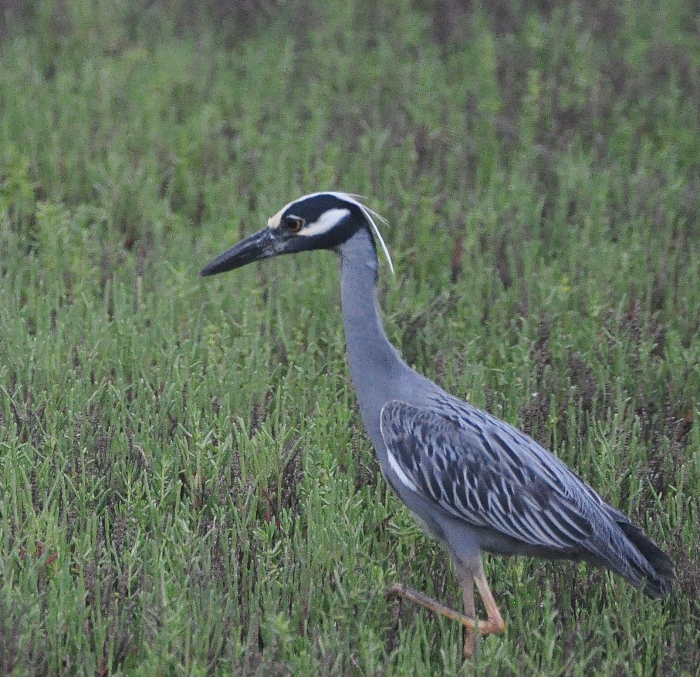crested night heron searches the wetlands for food